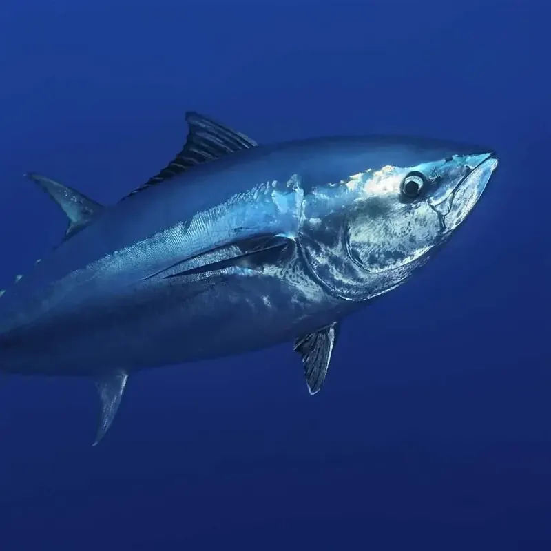 Blackfin Tuna