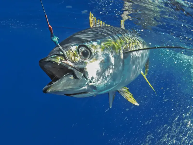 Yellowfin Tuna